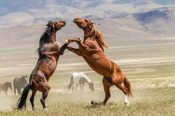 Fototapety  Dzikie Konie Walczące Ogiery