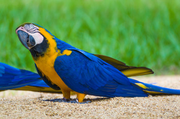 Beautiful Blue-and-yellow Macaw (Ara ararauna) in the Brazilian wetland.