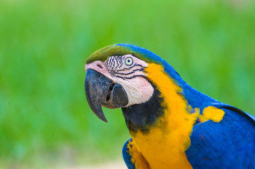 Beautiful Blue-and-yellow Macaw (Ara ararauna) in the Brazilian wetland.