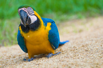 Beautiful Blue-and-yellow Macaw (Ara ararauna) in the Brazilian wetland.