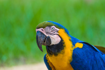 Beautiful Blue-and-yellow Macaw (Ara ararauna) in the Brazilian wetland.