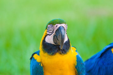 Beautiful Blue-and-yellow Macaw (Ara ararauna) in the Brazilian wetland.