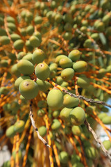 Date fruits