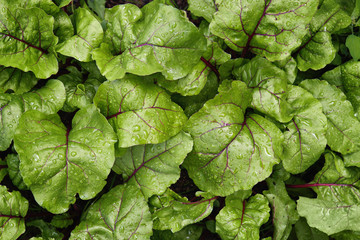 Green young leaves of beetroot growing in garden.