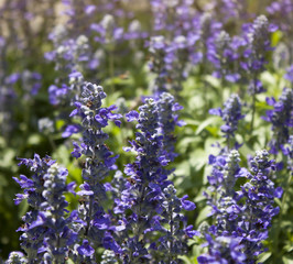 blue flowers background