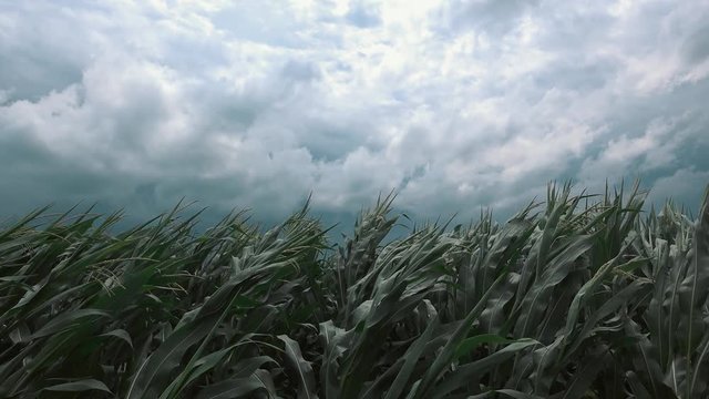 Windstorm in maize crop field with dramatic stormy clouds in background