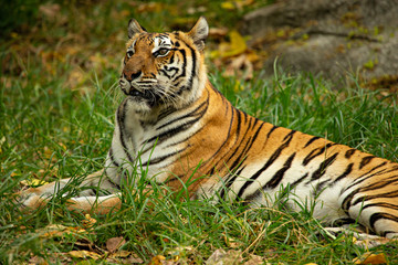 Close up headshot of Bengal tiger, amur tiger or Panthera tigris looking something in the field.
