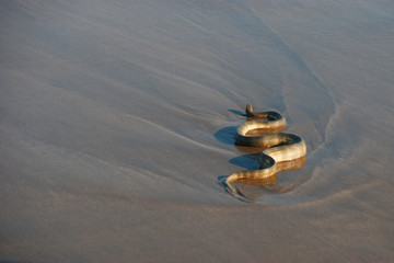 Dangers in India, poisonous sea snake on the beach