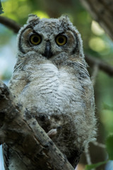 Great Horned Owls in a Tree in Spring