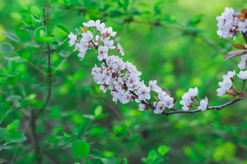 Spring background of branches of flowering trees