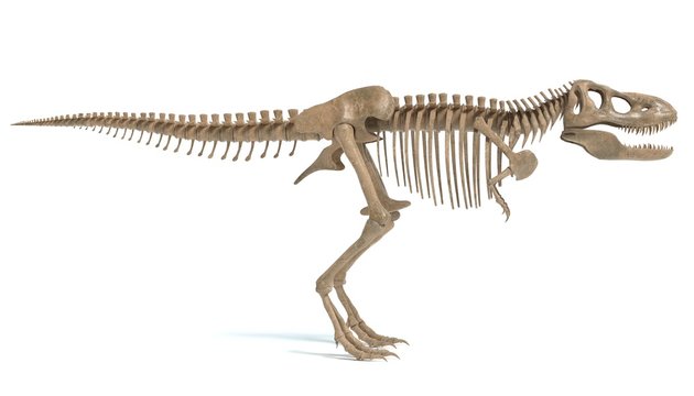 3d illustration of a t-rex skeleton