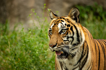 Fototapeta na wymiar Close up headshot of Bengal tiger, amur tiger or Panthera tigris looking something in the field.