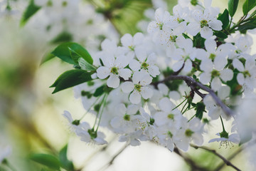 Spring background of branches of flowering trees