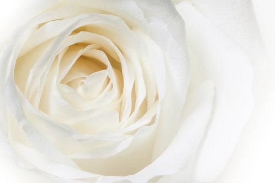 Close up of white rose