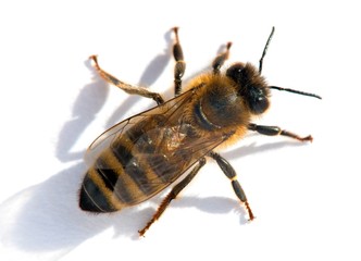 bee or honeybee in Latin Apis Mellifera