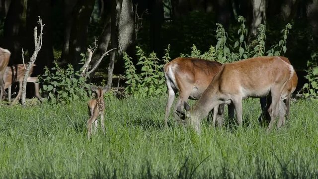 Red deer in The Pasture