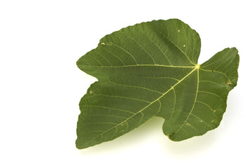fig leaf on a white background