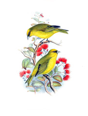 Illustration of bird