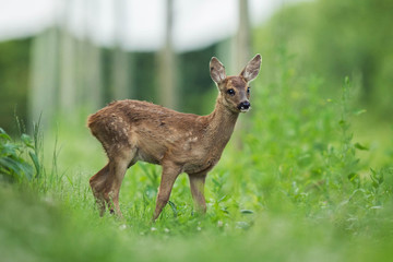 fawn of deer in the woods