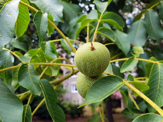 Gr&uuml;ne Walnuss in der Schale am Baum
