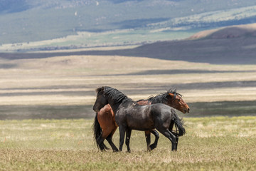 Wild horse Stallions Fighting