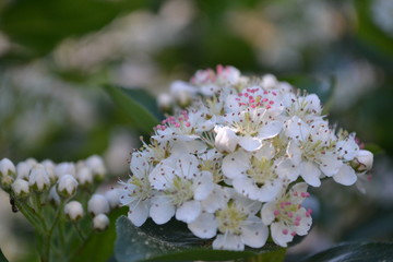 Aronia, bl&uuml;hende Apfelbeere