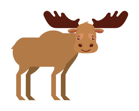 moose animal canada nature wild