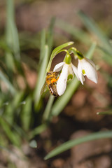 The hardworking bee is happy about the first blooming snowdrop - photographed in my own garden