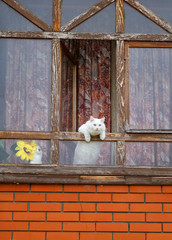 Photo of a macro funny white cat pops