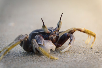 Crab on sand