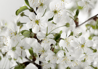beautiful flowers on the branches of a flowering tree