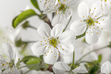 beautiful flowers on the branches of a flowering tree