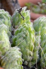 Steingartenpflanze Sempervivum 