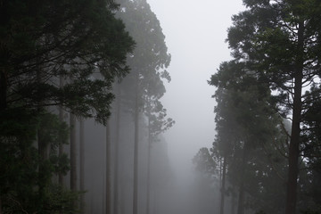 霧にかすむ林
