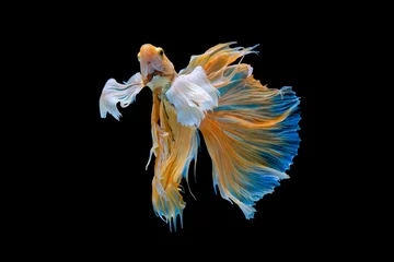 Poster The moving moment beautiful of yellow siamese betta fish or half moon betta splendens fighting fish in thailand on black background. Thailand called Pla-kad or dumbo big ear fish. © Soonthorn