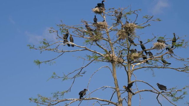 Phalacrocorax carbo. Great Black Cormorant. Cormorant nests in a tree. Group of Double-crested cormorant, Phalacrocorax auritus sittingon a nest. Flock of cormorants in nests on the tree.