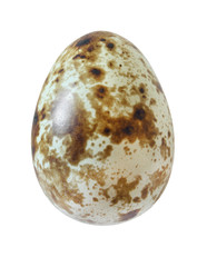 one quail egg whole isolated on white background with clipping path