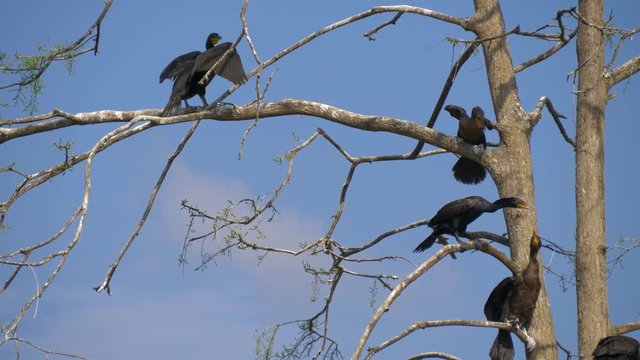 Cormorant nests in a tree. Phalacrocorax carbo. Group of Double-crested cormorant, Phalacrocorax auritus sittingon a nest