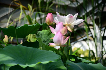 Лотос - удивительный цветок 