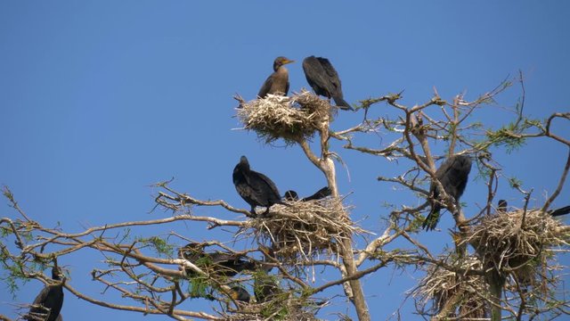 Phalacrocorax carbo. Cormorant parent and chick sitting in a nest in a bare tree, on a sunny day with a clear blue sky. Group of Double-crested cormorant, Phalacrocorax auritus sittingon a nest.