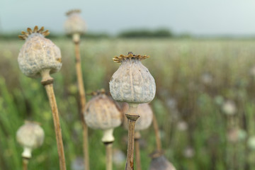 poppy plant immature