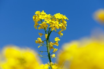 Obraz premium flowering rapeseed canola or colza