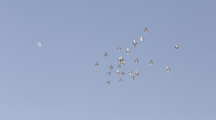 Group of Doves Flying to the Moon.
