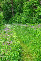 Obraz premium Footpath in summer meadow