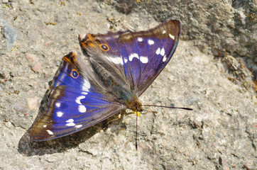 Beautiful butterfly sitting on a stone.