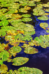 Waterlily leaves