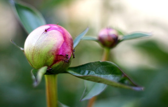 Ants crawling on a peony bud in the spring.