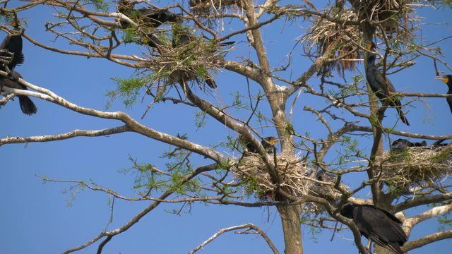 Cormorant nests in tree. Phalacrocorax carbo. Phalacrocorax carbo. Flock of cormorants in nests on tree. Group of Double-crested cormorant, Phalacrocorax auritus sittingon a nest. Vertical Panorama