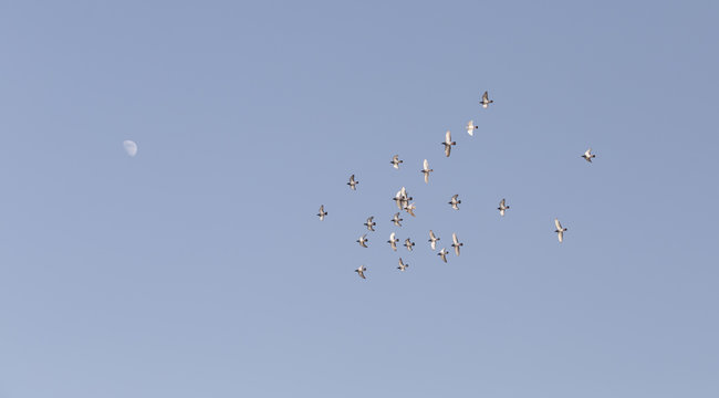 Group of Doves Flying to the Moon.