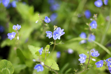 beautiful little blue flowers